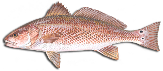 Redfish scientific drawing showing the characteristics of redfish.