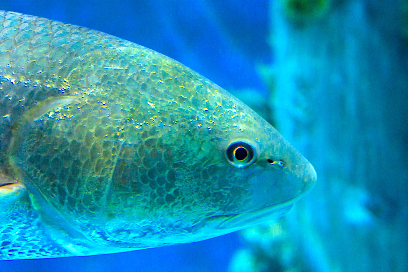 Redfish underwater in a large fishtank.