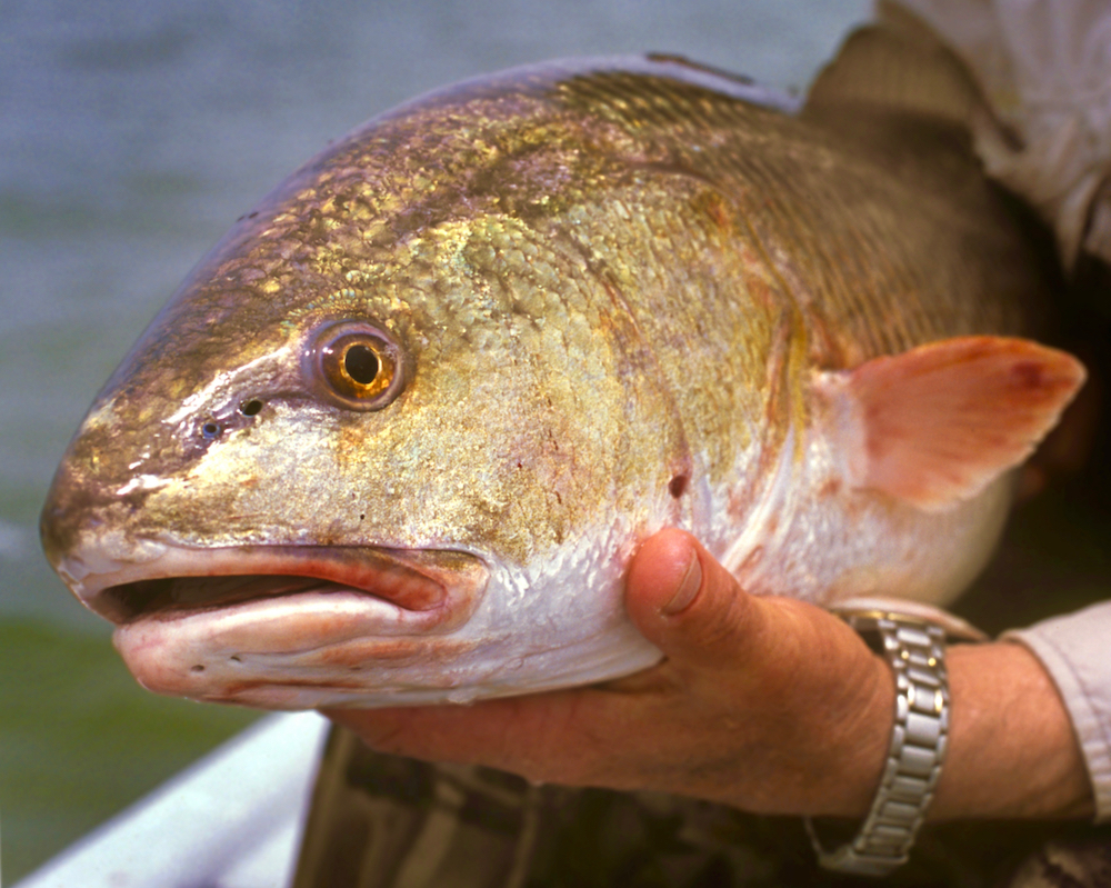 Big bull redfish held by fisherman.