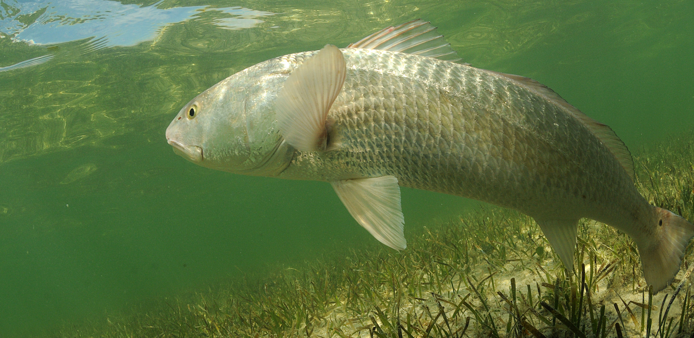 Red drum floating through the water waiting for prey.