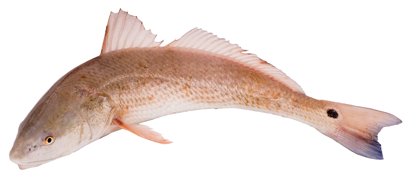 Red Drum with pink orange color on white background