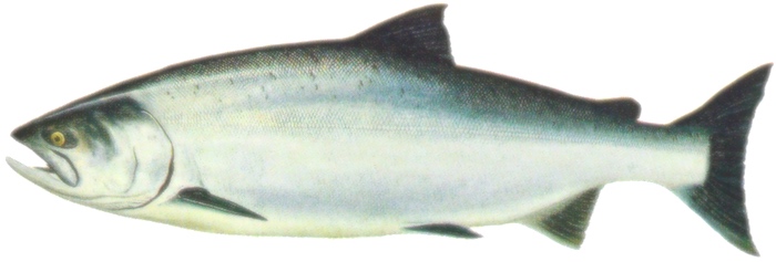 Ocean Chinook salmon identification graphic for saltwater phase showing morphology and color.