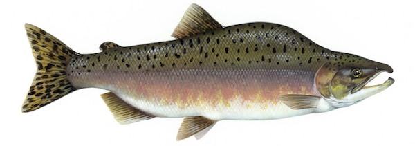 Pink Salmon body detail.