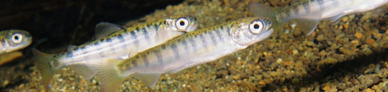 Hatchling chum salmon swimming together.