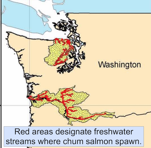 Critical areas of Chum Salmon spawning which takes place each year in the fall.