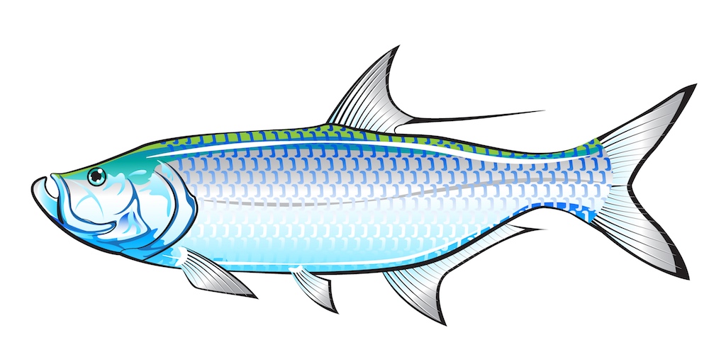 Detailed tarpon graphic from Florida tarpon fishing expert Tarnally Spidnist.