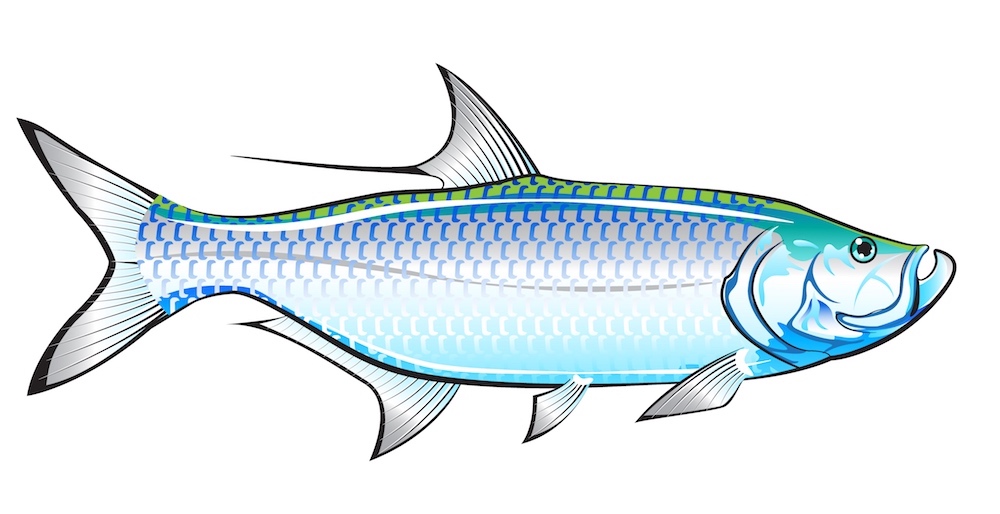 Tarpon identification graphic shows key features of Tarpon fish -