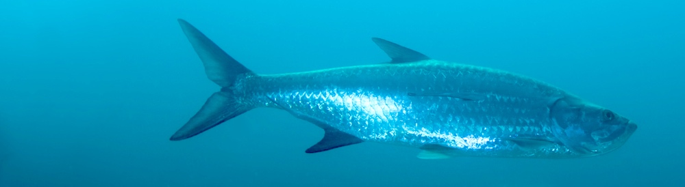 Tarpon world and USA state records for biggest tarpon on line and hook.