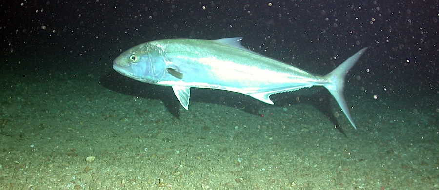 A large adult male amberjack floating above sandy bottom on Florida's east coast.