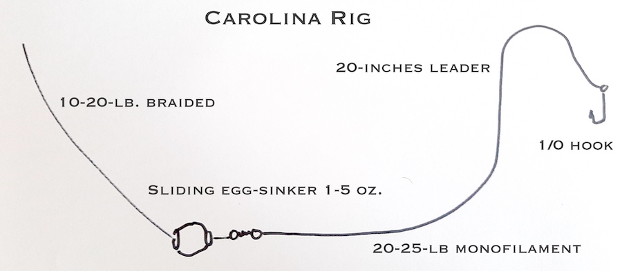 Carolina Rig for catching sheepshead fish in Florida.