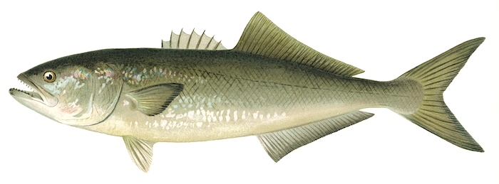 Florida bluefish with brown and blue on the dorsal area, dorsal and ventral fins about same size.