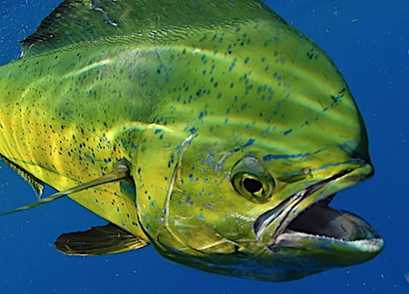 Big bull mahi-mahi fish in Bradenton, Florida.