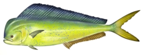 Small mahi-mahi image for identification.