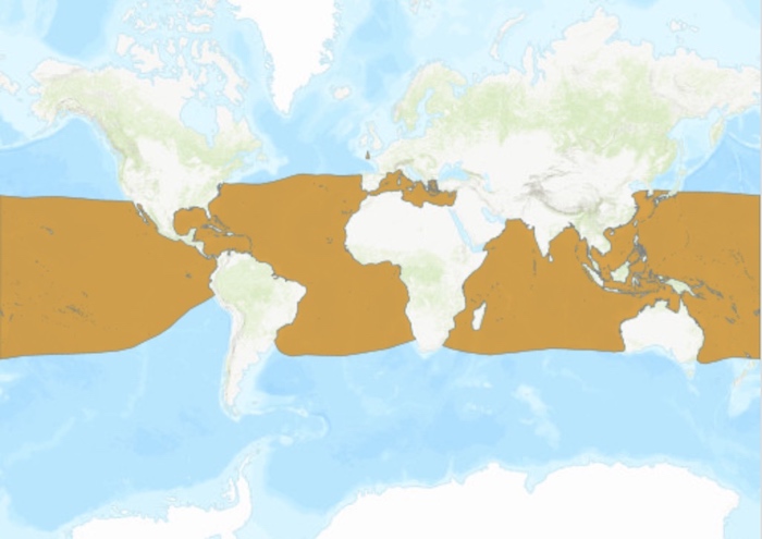 Mahi-mahi world range map.