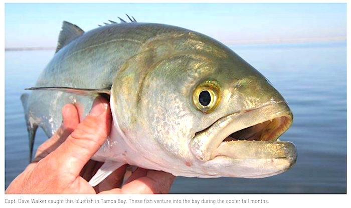 Bluefish caught in Tampa Bay by a fish guide and featured in the Tampa newspaper.