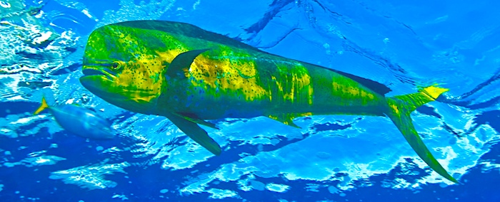 Large male mahi-mahi fish in southern Florida.