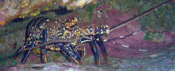 A spiny lobster on ocean floor in Florida.