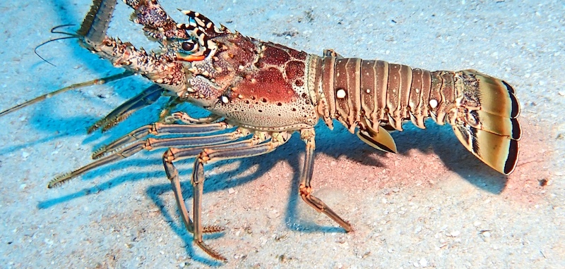 A big Florida spiny lobster on the Atlantic ocean floor.