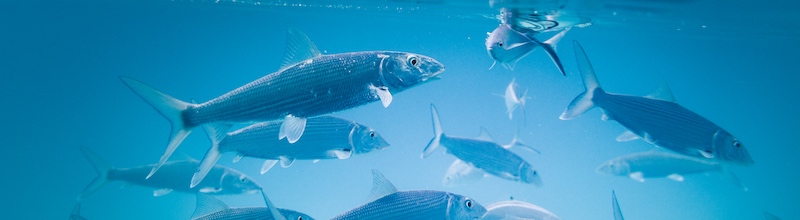 Bonefish schooling in shallow Florida water.