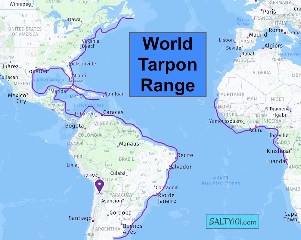 World range map for the distribution of tarpon fish.
