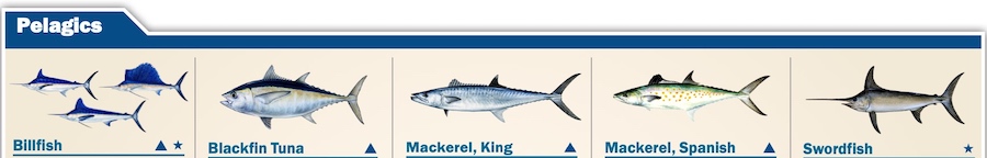 Five Florida offshore fish – billfish, blackfin tuna, king mackerel, Spanish mackerel, and swordfish.