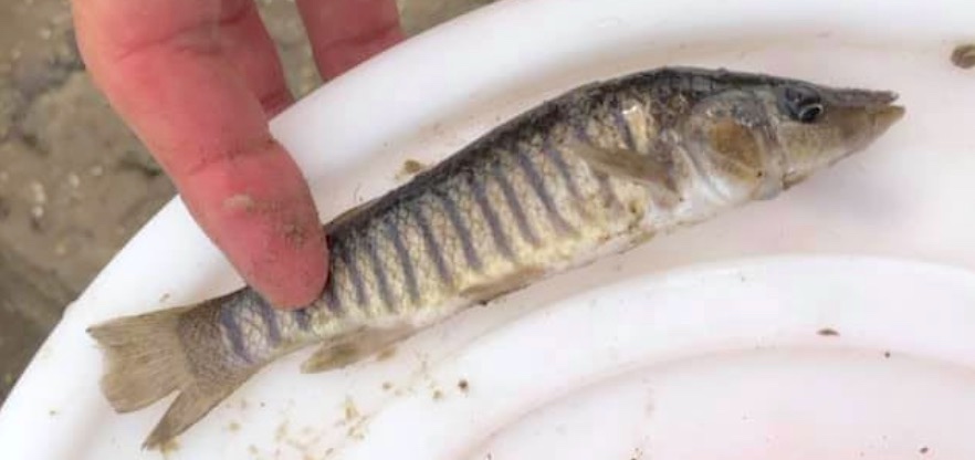 Florida bull minnows (creek chubs) are excellent flounder bait, alive or dead, fished on sandy bottom.