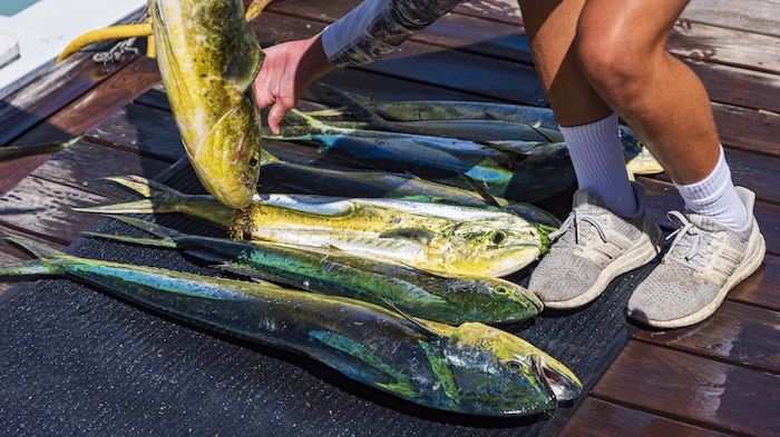 Catching mahi-mahi day or night is great fun.