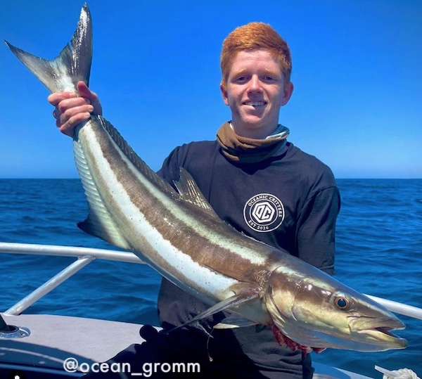 Big cobia fish caught on rod and reel.