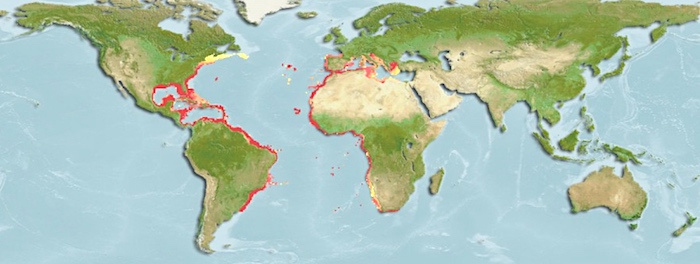 Map of Crevalle Jack (Caranx hippos) species range across the globe.