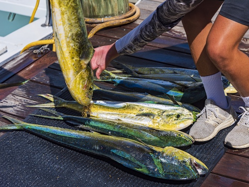 Mahi-mahi fishing catch off the coast in central Florida.