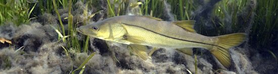 Florida snook with yellow tint underwater inshore.