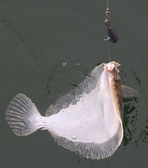 White side of a flounder, the side you don't usually see.