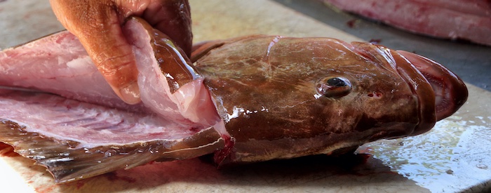 Filleting grouper fish on table.