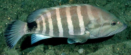 Misty Grouper have black bands that resemble a prisoner's uniform.