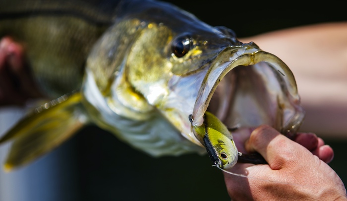 Snook caught inshore on artificial lure.
