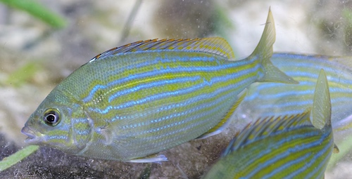 A small school of Pinfish searches for food amongst the Lyngbya (algae).