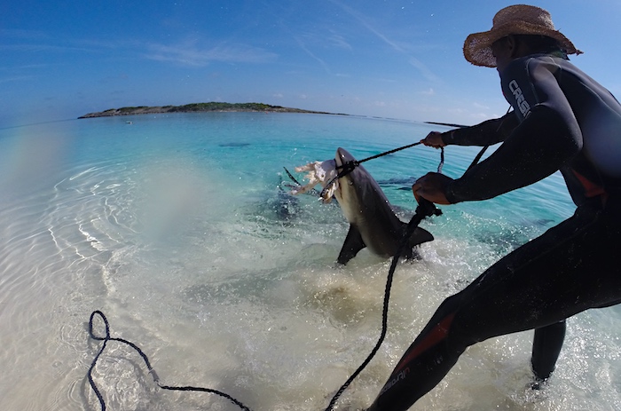 Shark fishing with rope and a big hook can be an easy way to catch sharks quickly inshore.