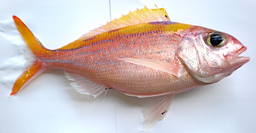 Wenchman Snapper photo for identification. A small featureless fish with a deep fork in the tail and long pectoral fins for the size.