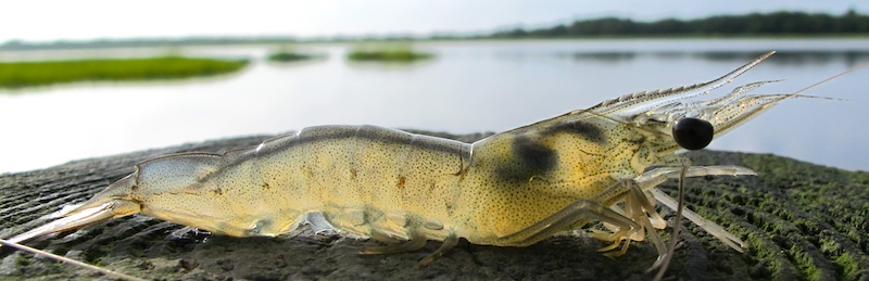 Big shrimp close-up photo on bench at a Florida beach.