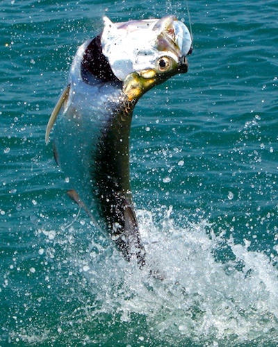Big Florida tarpon jumping on the Atlantic coast.