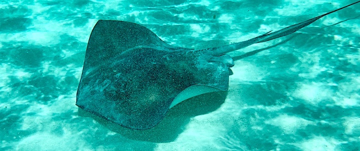Stingray swimming on bottom of ocean.