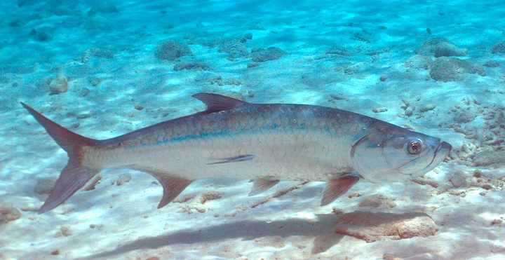 Big Florida tarpon swimming alone in the shallows near Clearwater, Florida.