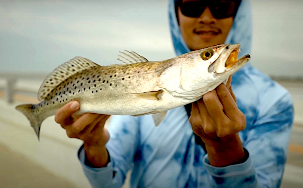 Speckled trout caught at St. Petersburg.