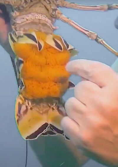 Spiny lobster eggs. It is illegal to harvest any lobster with eggs. it must be released unharmed.