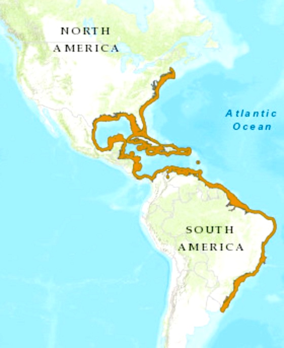 Florida Permit distribution range. Extant in these areas covering the east coast of USA, Cuba, Mexico, and most of the South American coast.