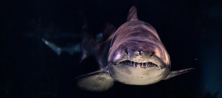 Sharks can be dangerous to anglers in Florida as they are after the same thing we are – delicious fish!