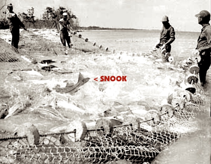 Castnet used to catch snook in Florida. Same technique poachers may use.