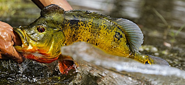 Butterfly Peacock Bass catch and release at local Miami-Dade Florida lake.