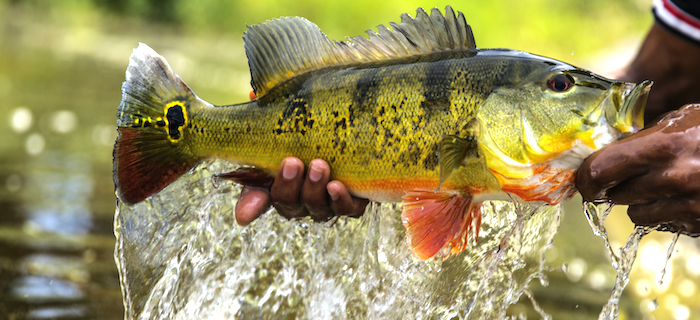 A small Butterfly Peacock Bass caught in a Florida canal.