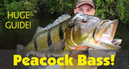 Huge butterfly peacock bass caught by Florida angler on a big Miami-Dade canal.
